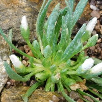 Lewisia nevadensis 'Alba'